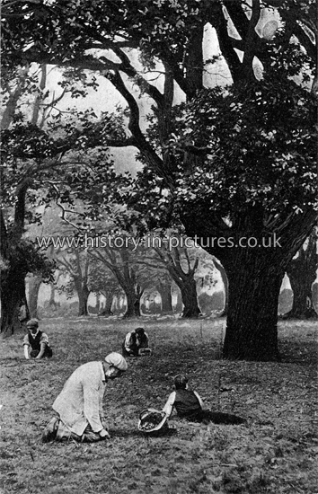 Gathering Acorns, Epping Forest, Essex. c.1900's